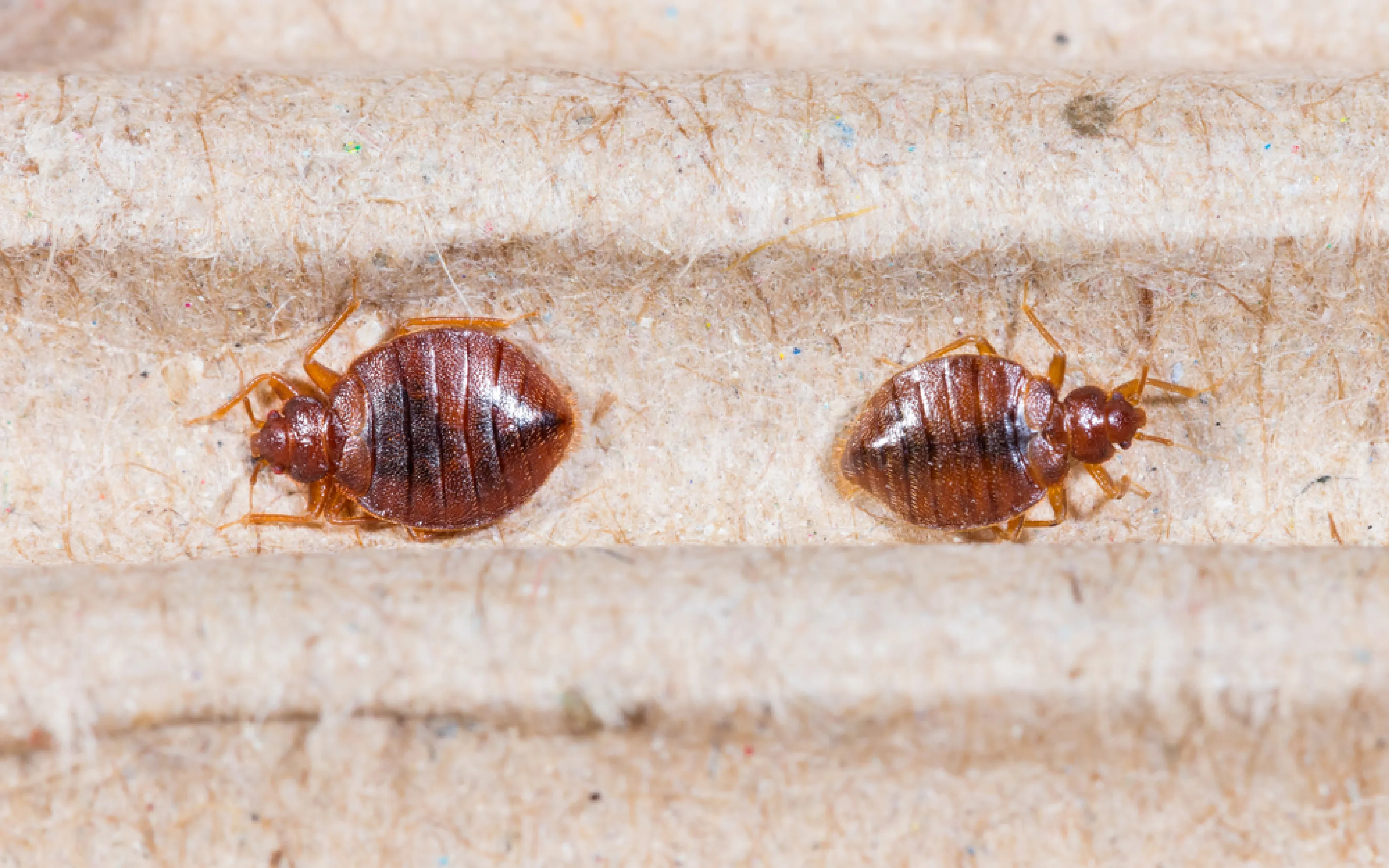 carpet cleaning in new york, carpet cleaning New York, carpet cleaners in New York, commercial carpet cleaning, commercial carpet cleaning in New York, New York rug cleaners, rug cleaning services in New York, same day carpet cleaning, same day rug cleaning, upholstery cleaning services in new york, carpet cleaning services in ny, ny carpet cleaning , rug cleaning ny, upholstery cleaning ny